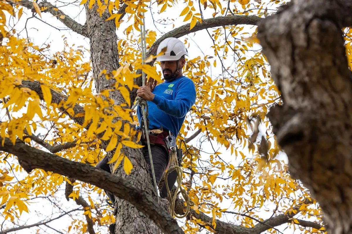 Skilled Storm Damage Cleanup crew working in Wabash